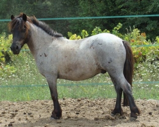 Caballos en Vaucluse 